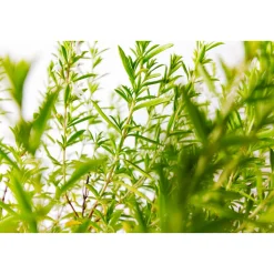 Bohnenkraut T14*Plantiflor Online