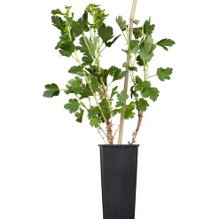 Brombeere Topf Durchmesser 17 cm*Plantiflor New