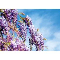 Chinesischer Blauregen Topf Durchmesser 17 cm*Plantiflor