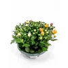 Crysantheme mehrfarbig 23 cm Schale^Plantiflor Clearance