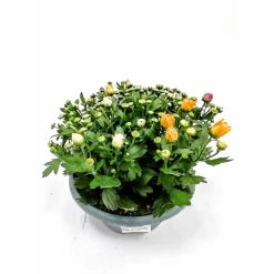 Crysantheme mehrfarbig 23 cm Schale^Plantiflor Clearance