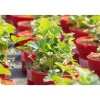 Die 4-Monats-Erdbeere Lucky Berry Topf Durchmesser 22 cm*Plantiflor Discount