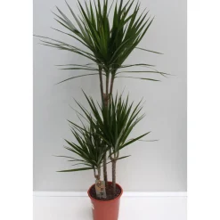 Drachenbaum 110 cm Topf 21 cm^Plantiflor