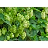 Echter Hopfen Topf Durchmesser 17 cm*Plantiflor Outlet