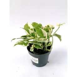 Efeutute Joy 15-20 cm T12^Plantiflor Clearance