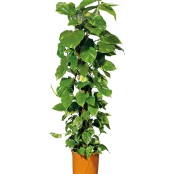 Efeutute Topf Durchmesser 21 cm^Plantiflor Online