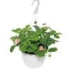 Plantiflor Erdbeeren-Ampel Topf Durchmesser 19 cm