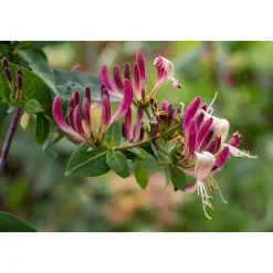 Feuer-Geißschlinge Topf Durchmesser 17 cm^Plantiflor Sale