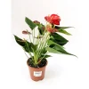 Flamingoblume rit 45-50 cm T14*Plantiflor
