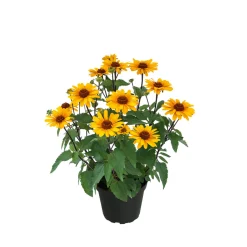 Garten-Sonnenauge C3*Plantiflor Best