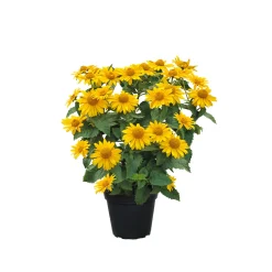 Garten-Sonnenauge C3*Plantiflor Best