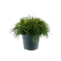 Gelbe Zwerg-Fadenzypresse Sungold Topf Durchmesser 23 cm*Plantiflor Clearance