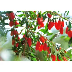 Plantiflor Goji Beere Topf Durchmesser 17 cm