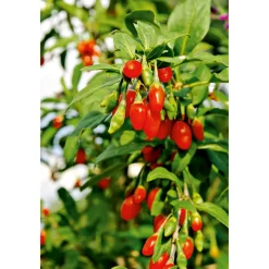 Plantiflor Goji Beere Topf Durchmesser 17 cm