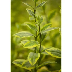 Gold-Liguster Aureum Topf 22 cm*Plantiflor Best