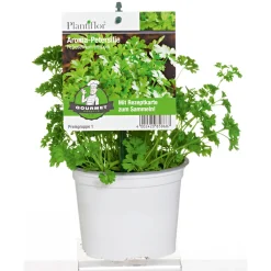 Plantiflor Gourmetkräuter Salatkräuter und Kräuterbutter Topf Durchmesser 13 cm