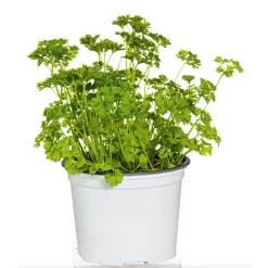 Gourmetkräuter Aroma-Petersilie Topf Durchmesser 12 cm*Plantiflor Discount