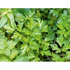 Gourmetkräuter Aroma-Petersilie Topf Durchmesser 12 cm*Plantiflor Discount