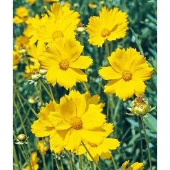 Plantiflor Großblumiges Mädchenauge P19