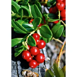 Plantiflor Großfruchtige Moosbeere Topf Durchmesser 17 cm