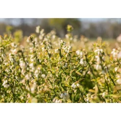 Heidelbeere Hortblue Petite Topf Durchmesser 17 cm*Plantiflor Best