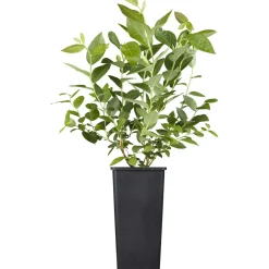 Plantiflor Heidelbeere Topf Durchmesser 17 cm