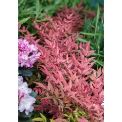 Heiliger Bambus Topf Durchmesser 15 cm^Plantiflor