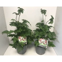 Herbstanemone P19*Plantiflor Hot