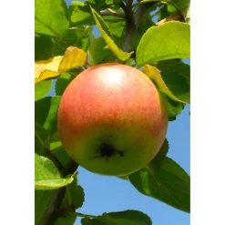 Herbstapfel Cox Orange Busch Topf Durchmesser 28 cm*Plantiflor Outlet