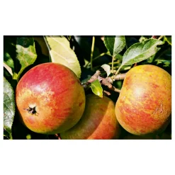 Herbstapfel Cox Orange Busch Topf Durchmesser 28 cm*Plantiflor Outlet