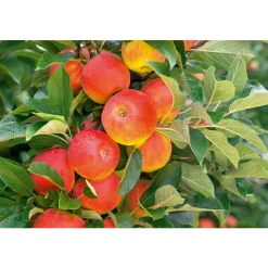 Plantiflor Herbstapfel Elstar Busch Topf Durchmesser 28 cm