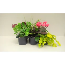 Herbstgarten 6er-Pack Topf Durchmesser 9 cm*Plantiflor