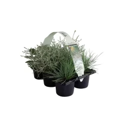 Herbstpflanzen Silberner Herbst 6er-Pack^Plantiflor Discount