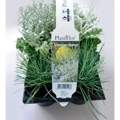 Herbstpflanzen Silberner Herbst 6er-Pack^Plantiflor Discount
