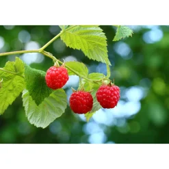 Himbeere ZEFA 3 Herbsternte Topf Durchmesser 17 cm*Plantiflor Best