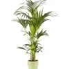 Kentia Palme 110 cm Topf 21 cm*Plantiflor Hot