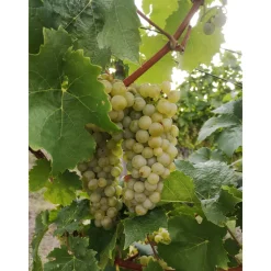 Kernlose Weintraube Gelbe Beeren Topf Durchmesser 19 cm*Plantiflor New