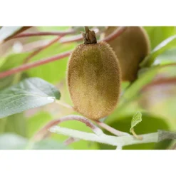 Kiwi Solo Topf Durchmesser 17 cm^Plantiflor Best
