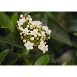 Plantiflor Mittelmeer Schneeball Topf Durchmesser 15 cm