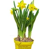 Plantiflor Narzisse Tete a Tete Topf Durchmesser 13 cm