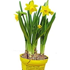 Plantiflor Narzisse Tete a Tete Topf Durchmesser 13 cm