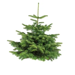 Nordmanntanne auf Holzkreuz 80-100 cm^Plantiflor Hot