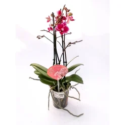 Orchideen-Mix 3-Trieber*Plantiflor Online