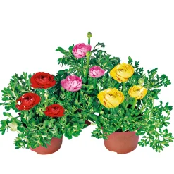 Ranunkel Topf Durchmesser 11 cm*Plantiflor Clearance