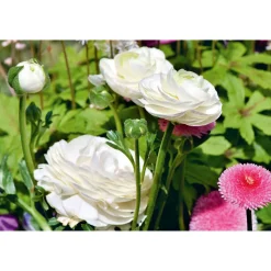 Ranunkel Topf Durchmesser 11 cm*Plantiflor Clearance