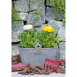 Ranunkel Topf Durchmesser 11 cm*Plantiflor Clearance