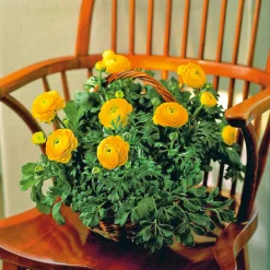 Ranunkel Topf Durchmesser 11 cm*Plantiflor Clearance