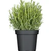 Rosmarin im Topf Durchmesser 14 cm^Plantiflor