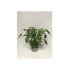 Rote Chili Pick-a-Hot T14^Plantiflor New