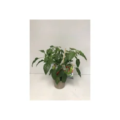 Rote Chili Pick-a-Hot T14^Plantiflor New